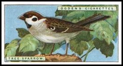 38 Tree Sparrow
